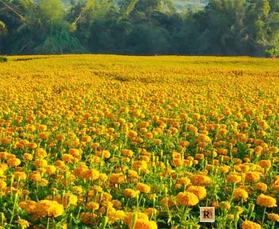 สวนเกษตรชิตสกนต์ จังหวัดอำนาจเจริญ