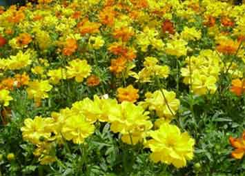 เมืองไม้ดอกไม้ประดับเฉลิมพระเกียรติ จังหวัดปราจีนบุรี