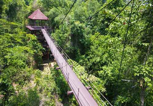 สะพานเหนือยอดไม้ สวนพฤกษศาสตร์ภาคใต้ (ทุ่งค่าย) จังหวัดตรัง