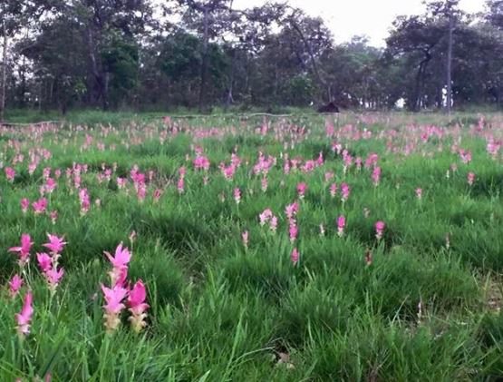 จุดชมทิวทัศน์เขาพังเหย จังหวัดชัยภูมิ