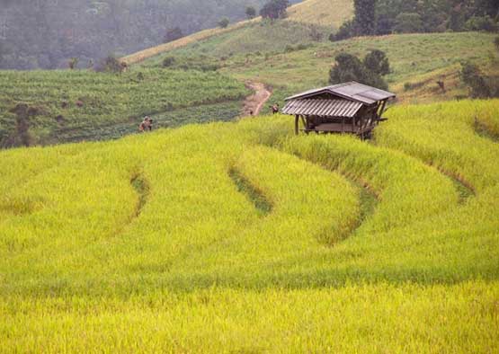 นาขั้นบันได บ้านป่าบงเปียง จังหวัดเชียงใหม่ 