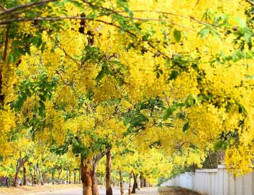 ถนนสายดอกคูน จังหวัดขอนแก่น