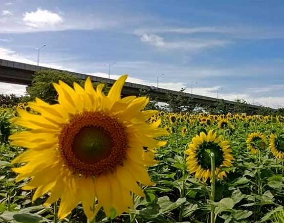 ทุ่งทานตะวันบานสะพรั่ง ณ สถานีวิจัยลำตะคอง จ.นครราชสีมา