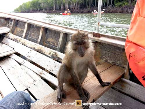 ล่องเรือชมธรรมชาติป่าโกงกาง บ้านทุ่งหยีเพ็ง จังหวัดกระบี่