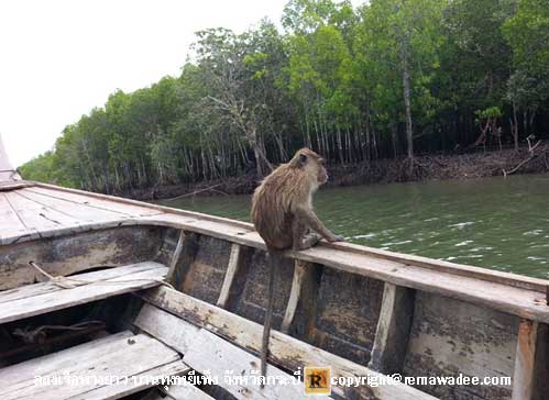 ล่องเรือชมธรรมชาติป่าโกงกาง บ้านทุ่งหยีเพ็ง จังหวัดกระบี่