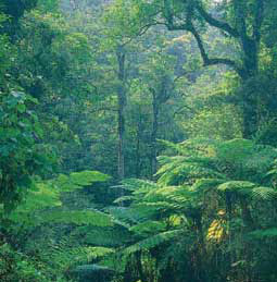 ป่าเฟิร์นโบราณ อุทยานแห่งชาติเขาหลวง Unseen Thailand