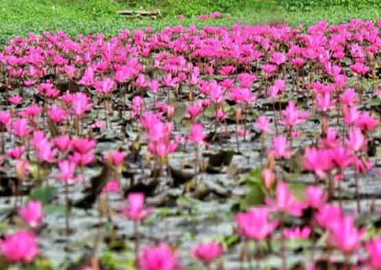 ทุ่งดอกบัวแดง บ้านนา จ.นครนายก