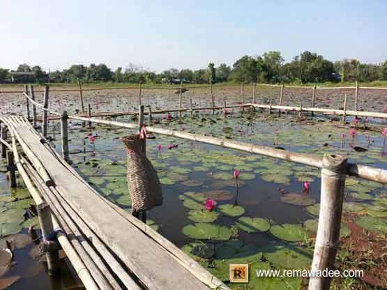 ทุ่งดอกบัวแดง บ้านนา จ.นครนายก