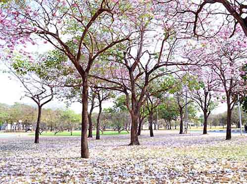 ชมพูพันธุ์ทิพยบานสะพรั่งที่กำแพงแสน จ.นครปฐม 