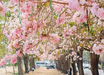 ชมพูพันธุ์ทิพยบานสะพรั่งที่กำแพงแสน จ.นครปฐม 