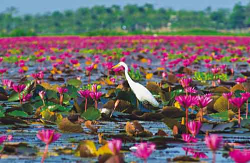 ล่องเรือ แลนก ทะเลน้อย ที่พัทลุง จังหวัดพัทลุง