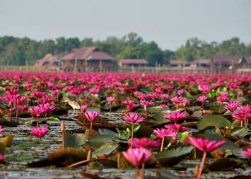 ล่องเรือ แลนก ทะเลน้อย ที่พัทลุง จังหวัดพัทลุง