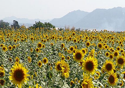 ทุ่งทานตะวันบึงสามพัน จังหวัดเพชรบูรณ์