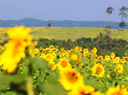 ทุ่งทานตะวันบึงสามพัน จังหวัดเพชรบูรณ์