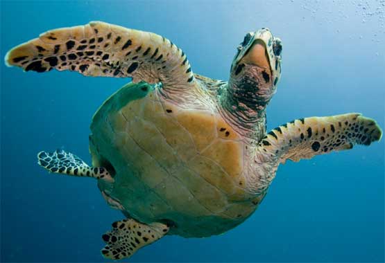 วันเต่าโลก หรือ World Turtle Day