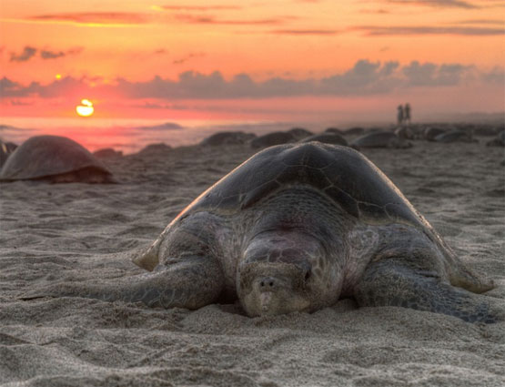 วันเต่าโลก หรือ World Turtle Day