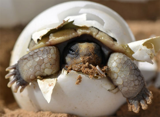 วันเต่าโลก หรือ World Turtle Day