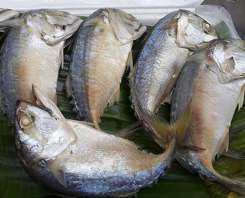 เทศกาลกินปลาทูและของดีเมืองแม่กลอง ครั้งที่ 18 จ.สมุทรสงคราม