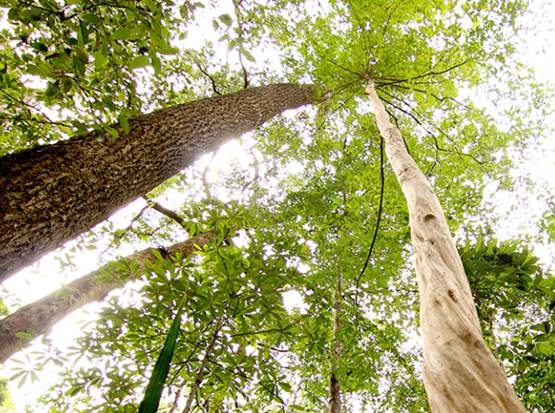 เส้นทางการเดินป่าเขตรักษาพันธุ์สัตว์ป่าเขาบรรทัด จังหวัดสตูล