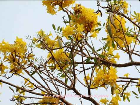 ปรีดียาธร หรือ ตาเบบูญ่า จังหวัดสุพรรณบุรี