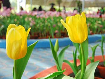 ศูนย์ส่งเสริมและพัฒนาอาชีพการเกษตร จังหวัดสุพรรณบุรี