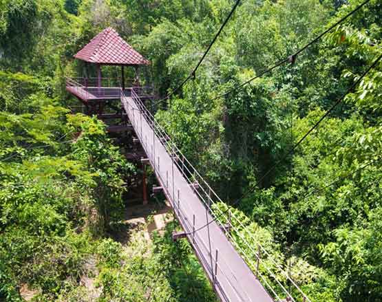 Canopy Walkway สะพานศึกษาเรือนยอดไม้ จังหวัดตรัง