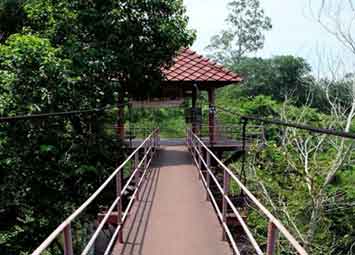 Canopy Walkway สะพานศึกษาเรือนยอดไม้ จังหวัดตรัง