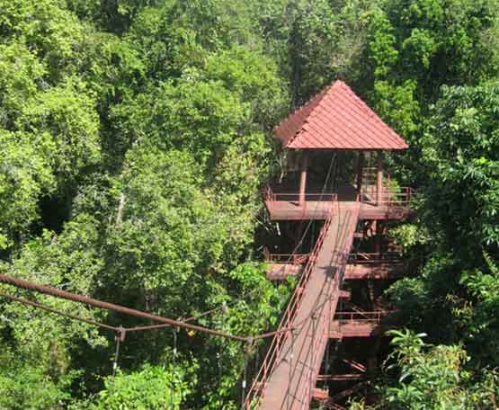 Canopy Walkway สะพานศึกษาเรือนยอดไม้ จังหวัดตรัง