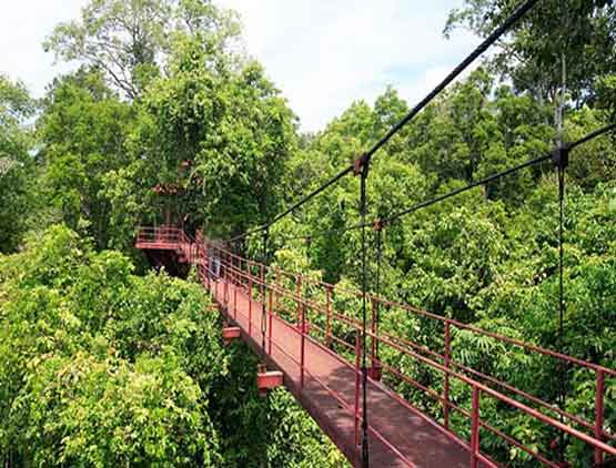 Canopy Walkway สะพานศึกษาเรือนยอดไม้ จังหวัดตรัง