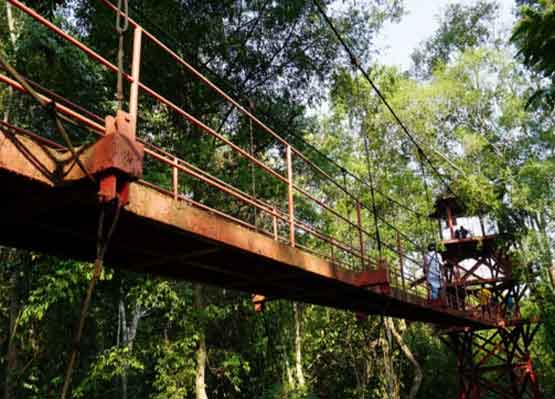 Canopy Walkway สะพานศึกษาเรือนยอดไม้ จังหวัดตรัง