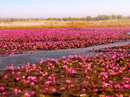 ทะเลบัวแดง บานสะพรั่งที่หนองหาน กุมภวาปี จังหวัดอุดรธานี 