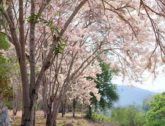 กัลปพฤกษ์บานที่เขื่อนสิริกิติ์ จังหวัดอุตรดิตถ์