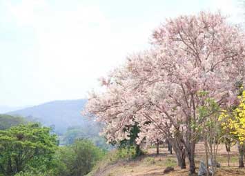 กัลปพฤกษ์บานที่เขื่อนสิริกิติ์ จังหวัดอุตรดิตถ์