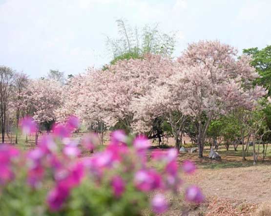 กัลปพฤกษ์บานที่เขื่อนสิริกิติ์ จังหวัดอุตรดิตถ์