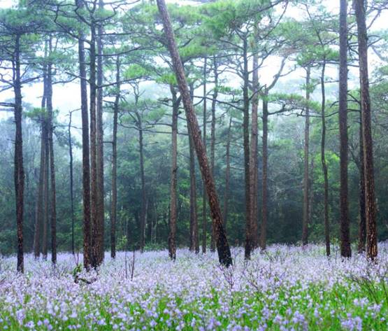 ทุ่งดอกหงอนนาค อุทยานแห่งชาติภูสอยดาว จังหวัดอุตรดิตถ์